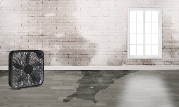 Best Mold removal after water damage  in Watonga, OK